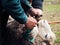 Clearing the hooves of sheep, goats. Farmer\'s hands with a sharp knife