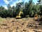 Clearing land and logging timber