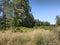 A clearing overgrown with bushes and wild grass at the edge of a tall forest.