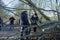 Clearing roads after a hurricane, sawing down trees