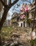 A clearing in a ruined city a of magnolias blooming in the midst of the destruction. Abandoned landscape. AI generation