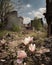 A clearing in a ruined city a of magnolias blooming in the midst of the destruction. Abandoned landscape. AI generation