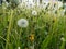 Clearing with white and yellow dandelions on long stems