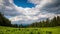 Clearing wild plants and green grass near a spruce forest against a cloudy sky