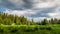 Clearing wild plants and green grass near a spruce forest against a cloudy sky