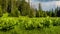 Clearing wild plants and green grass near a spruce forest against a cloudy sky