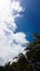 Clearly white clouds in sky blue above top of palm tree