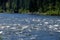 Clearwater river and souranind  Idaho, USA