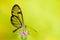 Clearwing butterfly with transparent `glass` wings Greta oto closeup sitting and drinking nectar from a purple flower