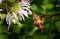 A clearwing hummingbird moth feeds on a light purple flower