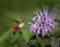 A clearwing hummingbird moth feeds on a purple bee balm flower