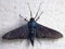 Clearwing moth, Family Sesiidae