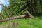 Cleaved, fallen pine tree in the forest