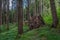 Cleaved, fallen pine tree in the forest