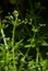 The Cleavers Galium aparine