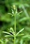 The Cleavers Galium aparine