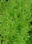 The Cleavers Galium aparine