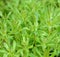 The Cleavers Galium aparine