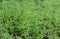 The Cleavers Galium aparine