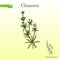 Cleavers Galium aparine , or goosegrass, catchweed, stickyweed, medicinal herb