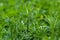 The Cleavers Galium aparine have been used in the traditional medicine for treatment of disorders of the diuretic, lymph systems