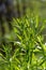 The Cleavers Galium aparine have been used in the traditional medicine for treatment of disorders of the diuretic, lymph systems