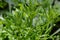 The Cleavers Galium aparine have been used in the traditional medicine for treatment of disorders of the diuretic, lymph systems