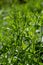 The Cleavers Galium aparine have been used in the traditional medicine for treatment of disorders of the diuretic, lymph systems