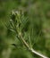 Cleavers or Goosegrass