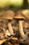 ClEdible boletus (Leccinum crocipodium)