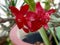 Cleistanthus collinus Thus & x27;Madara& x27; flower or Wahyu tumurun