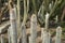 Cleistocactus, cactus plant
