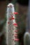 Cleistocactus hyalacanthus cactus