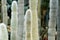 Cleistocactus strausii, commonly known as the silver torch or wooly torch, is a perennial cactus of the family Cactaceae
