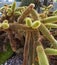 A Cleistocactus winteri Cactus plant of the Cactacea Family at the St Andrews Botanic Gardens in Fife,.