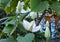 clemantis climber white flower detail bud side white