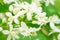 Clematis alba luxurians flowers. Blossoming clematis. Summer floral landscape. Macro