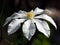 Clematis armandii flower