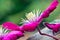 Clematis blossom, closeup, side view