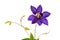 Clematis. Blue flower.