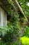 Clematis climb up a barn