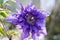 Clematis cultivar multi blue ornamental flowering plants, violet blue purple double flowers in bloom