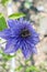 Clematis cultivar multi blue ornamental flowering plants, violet blue purple double flowers in bloom