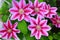 Clematis Dr. Ruppel, climbing plant with special color, pink
