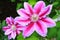 Clematis Dr. Ruppel, climbing plant with special color, pink