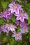 Clematis \\\'Dr Ruppel\\\' are some of the most beloved perennial vines grown in gardens