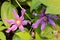 Clematis flower on a background