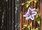 Clematis flower climbing a garden trellis