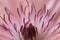 Clematis flower closeup