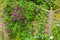 Clematis flower hiding a garden fence
